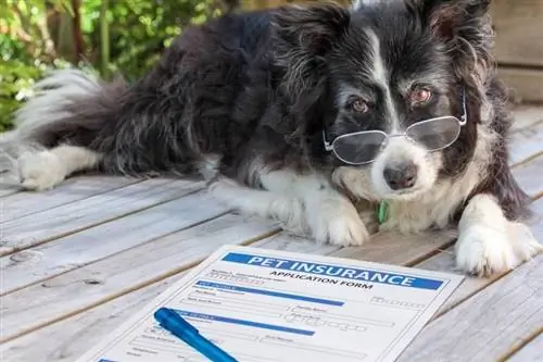 Border-Collie-Hund in der Nähe eines Haustierversicherungsformulars