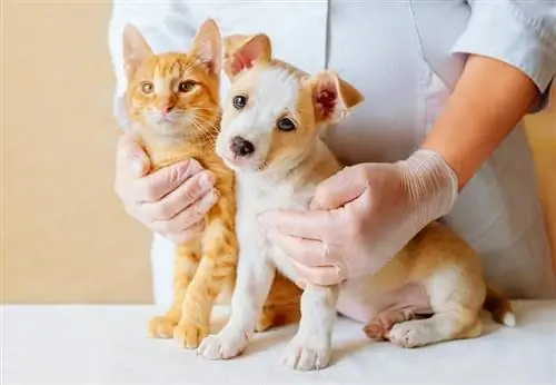 veterinário examinando cachorro e gato