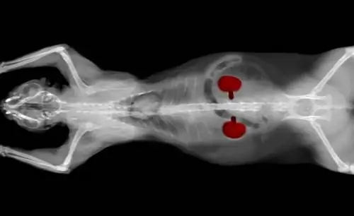 CT scan montrant les reins du chat surlignés en rouge