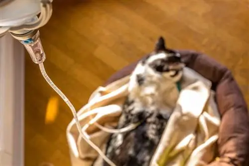 katt med njursvikt som har droppinfusion