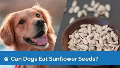 ¿Pueden los perros comer semillas de girasol? ¡Lo que necesitas saber