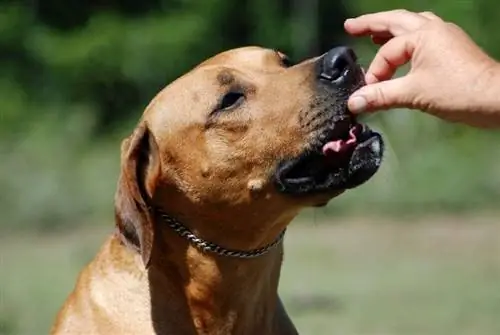 sebuah tangan memberi makan anjing pemburu Rhodesian Ridgeback