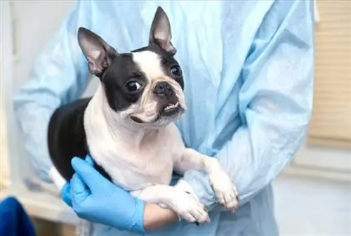 veterinar care poartă un câine boston terrier