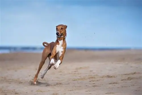 anjing azawakh berlari di pantai