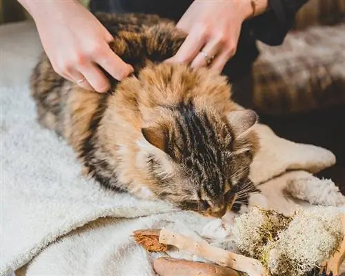 mani che pizzicano la pelle del gatto soriano