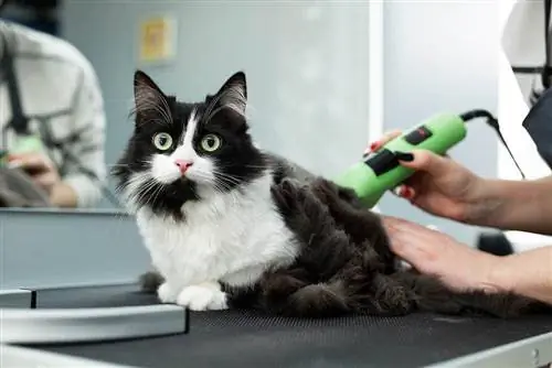 gatto nel salone di toelettatura