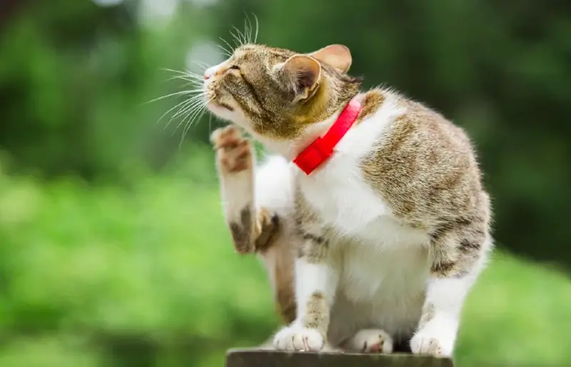 Trockene Haut bei Katzen: Vom Tierarzt anerkannte Ursachen & Behandlungen