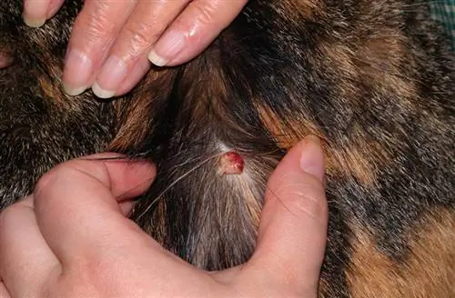 Tumor Kulit pada Kucing – Melihat Histiocytomas (Jawaban Dokter Hewan)