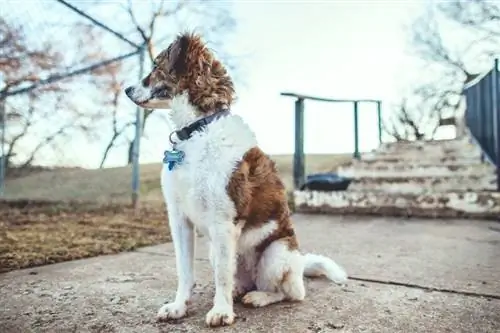 hund som bär halsband