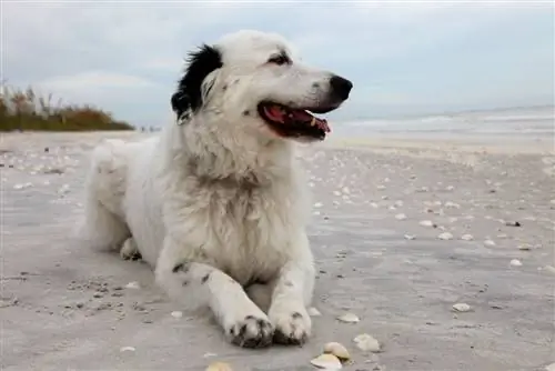 ድንበር Collie Pyrenees በባህር ዳርቻ ላይ