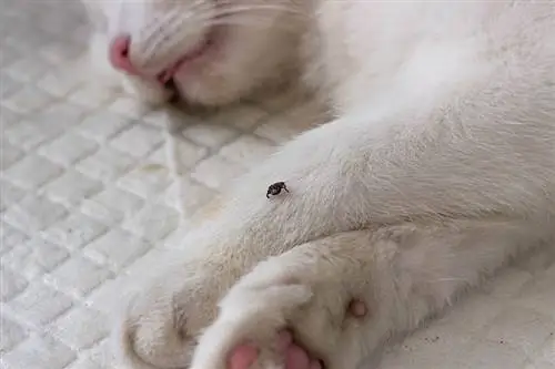 Nakahanap ng Dead Tick sa Iyong Pusa? Inaprubahan ng Vet ang Mga Susunod na Hakbang