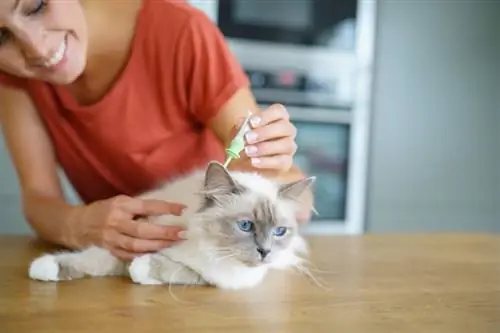 kucing yang sedang menjalani pengobatan kutu