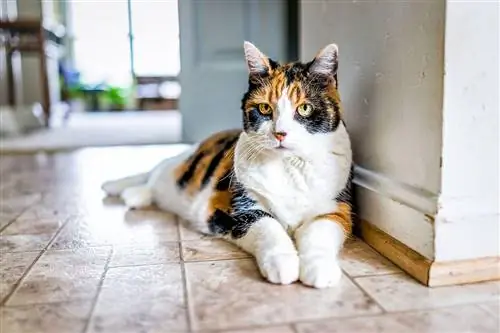 matandang calico cat