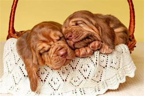 Dalawang bloodhound puppies