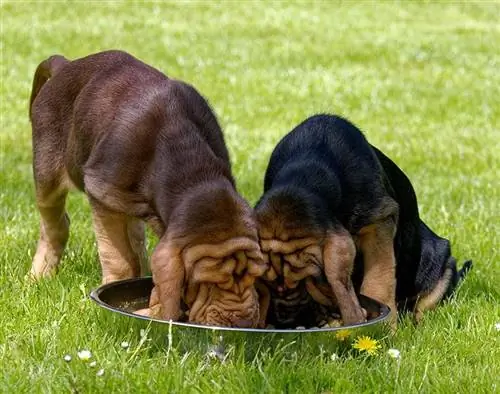 Dua anak anjing pelacak sedang makan