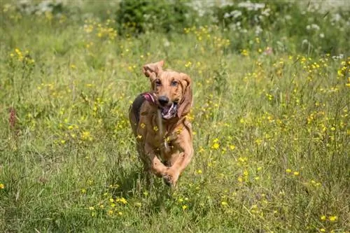 bloodhound