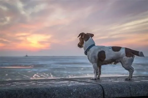 cane che si affaccia sul mare