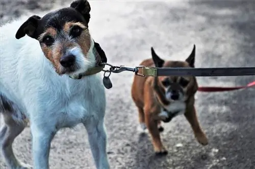 tasma ile rahatsız köpekler