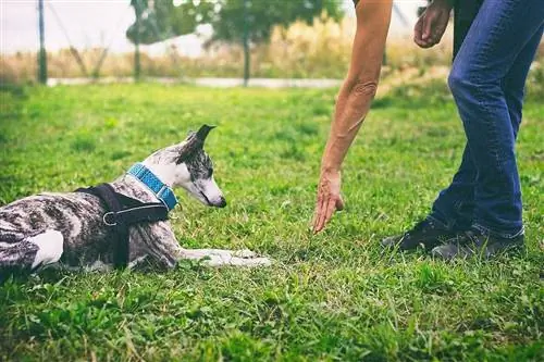 Hoe om 'n hond te leer om te lê in 7 eenvoudige stappe