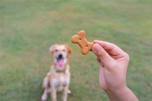 Rezept für Süßkartoffel-Leckereien für Hunde