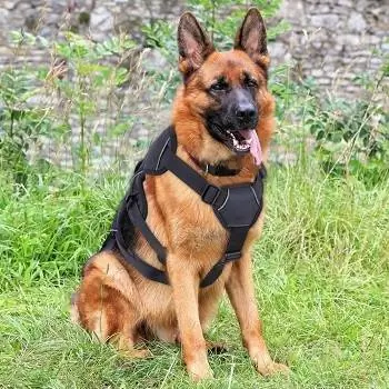 10 Harness Dog Escape-Proof Terbaik di tahun 2023 – Ulasan & Pilihan Teratas