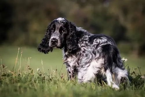 Cocker Spaniel ya Kiingereza Nyeusi