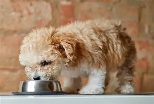 um cachorro m altipoo comendo de uma tigela