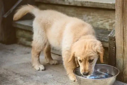 cățeluș golden retriever bea apă