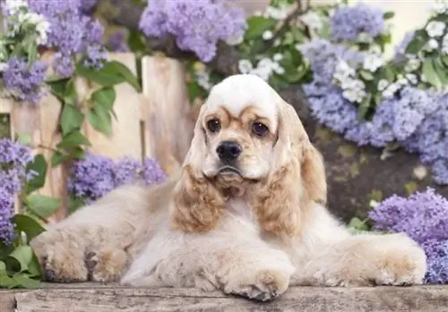 cocker spaniel bianco e zibellino