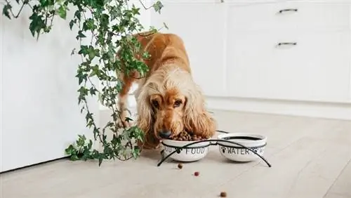 Engelsk cocker spaniel hund spiser mad fra keramisk skål