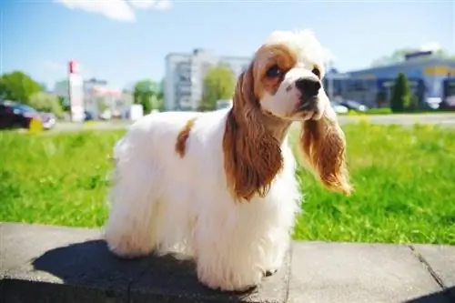 koker spaniel i kuq dhe i bardhë