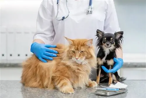 veterinär håller katt och hund på veterinärkliniken