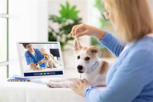 10 najboljih internetskih veterinarskih usluga – recenzije 2023. & Najbolji izbor