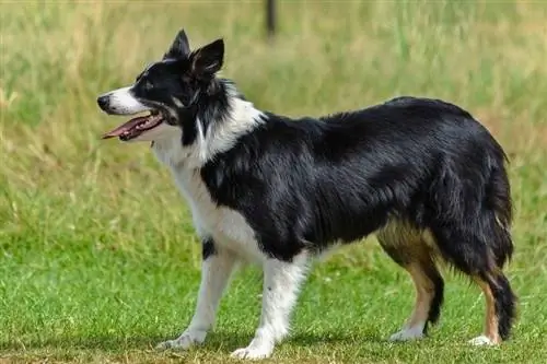 collie a füvön