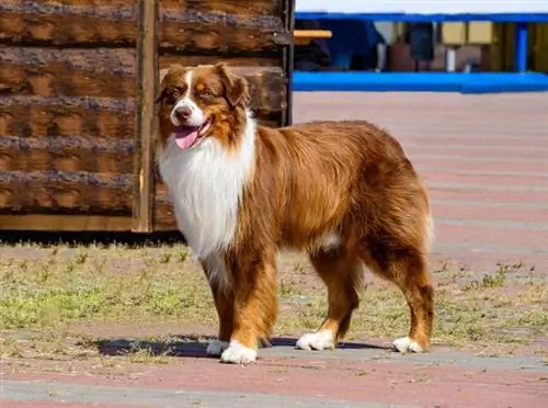 rød border collie