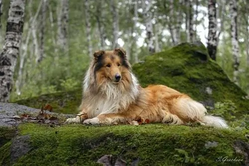 ruige collie in het bos