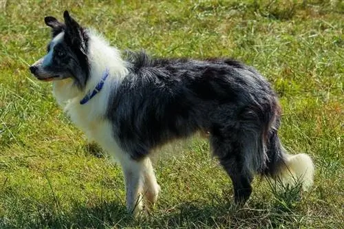 border collie die zich op gras bevindt