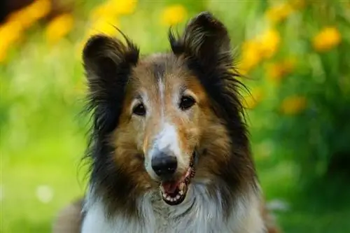 rough collie ntsej muag