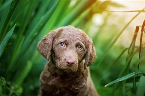 Chesapeake Bay Retriever_Kerrie T_shutterstock berusia 7 minggu