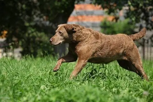 Barna Chesapeake Bay Retriever running_Zuzule_shutterstock