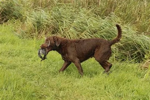 Perro perdiguero de bahía de Chesapeake en estado salvaje