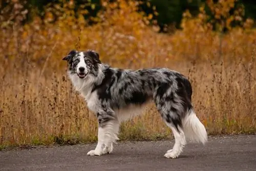 Blauwe merle border collie mannetje