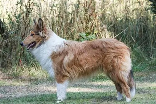 collie áspero em pé na grama