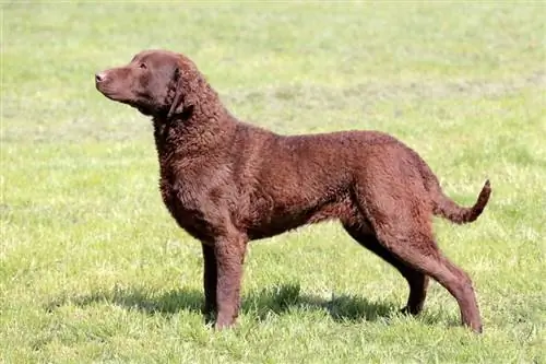 Hur mycket kostar en Chesapeake Bay Retriever? (2023 prisguide)