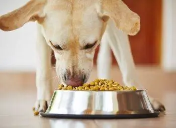 10 meilleurs aliments pour chiots sans céréales de 2023 - Avis &