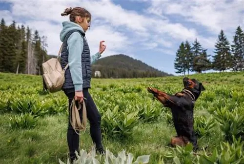 10 Buku Latihan Anjing Terbaik untuk Anjing Penyelamat - 2023 Ulasan & Pilihan Teratas