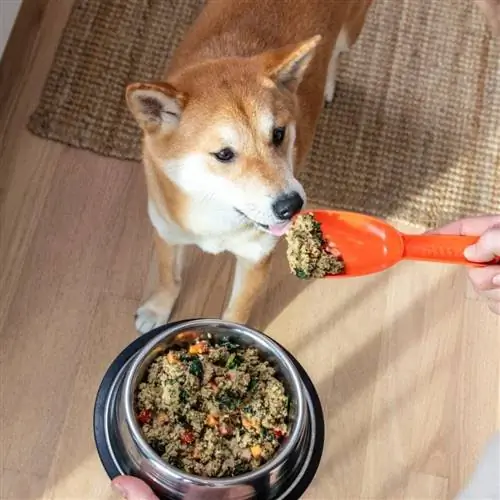 perro comiendo comida para perros ollie