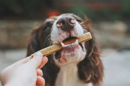 10 labākie suņu gardumi vietnē PetSmart - 2023. gada apskati & populārākie