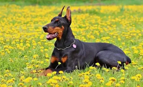 isang Doberman Pinscher na aso sa isang patlang ng mga dilaw na bulaklak sa labas