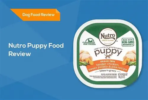 Nutro Puppy Food Review 2023: отзывы, плюсы и минусы